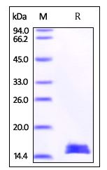 Mouse FABP3, His Tag on SDS-PAGE under reducing (R) condition. The gel was stained overnight with Coomassie Blue. The purity of the protein is greater than 95%.